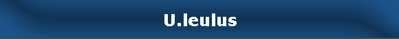U.leulus